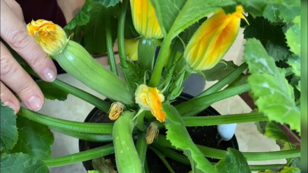 Интересный эксперимент: вырастила кабачки в квартире — теперь буду делать так постоянно