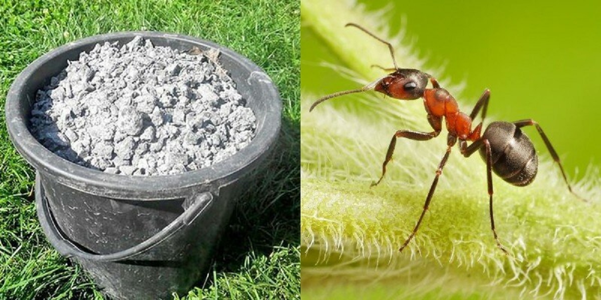 Средства от муравьев на дачном участке. Уничтожаем муравьев в огороде. Муравьи на дачном участке. Муравей. От муравьев на участке.